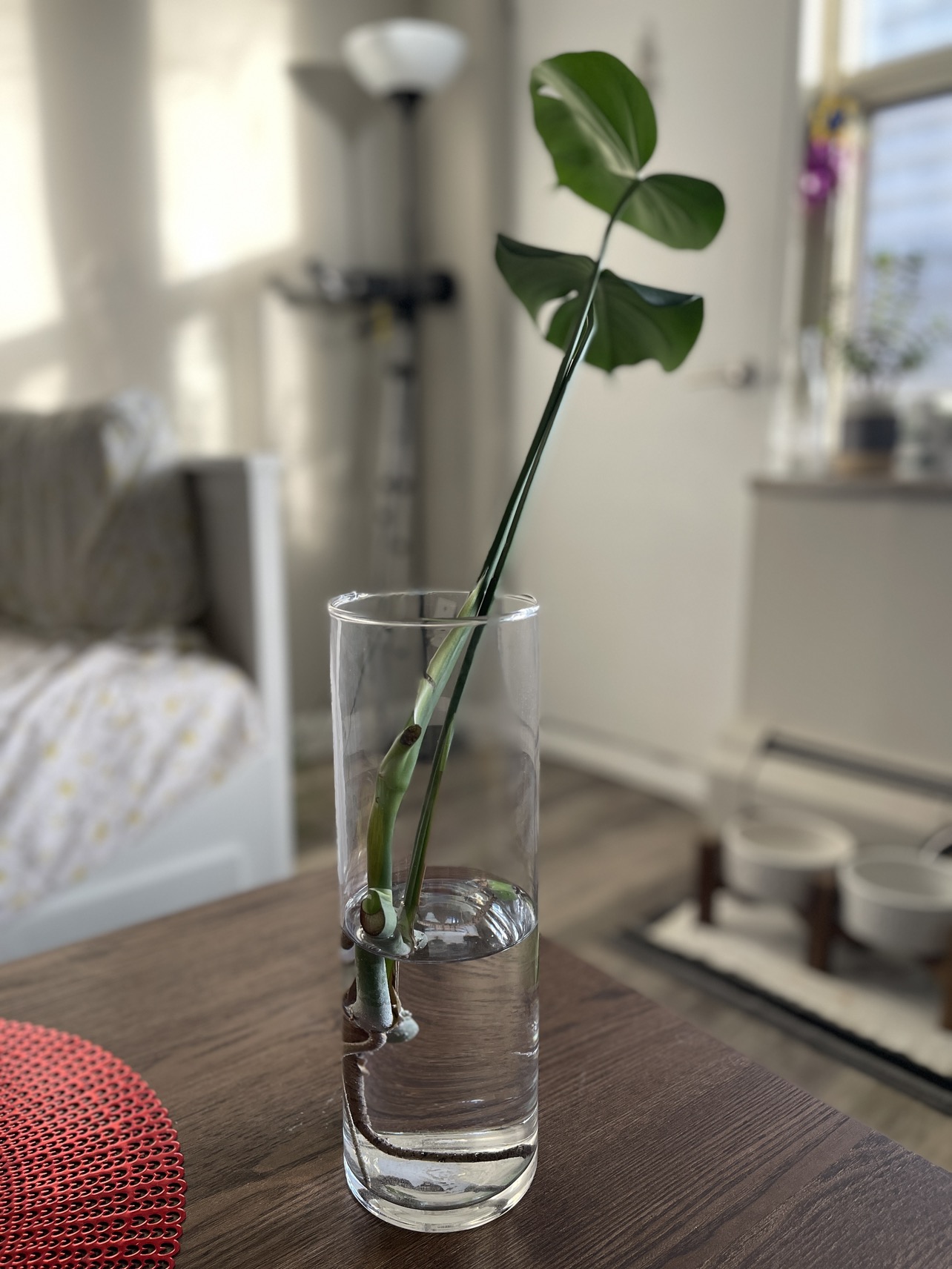 Monstera Deliciosa plant cuttings - photo 2
