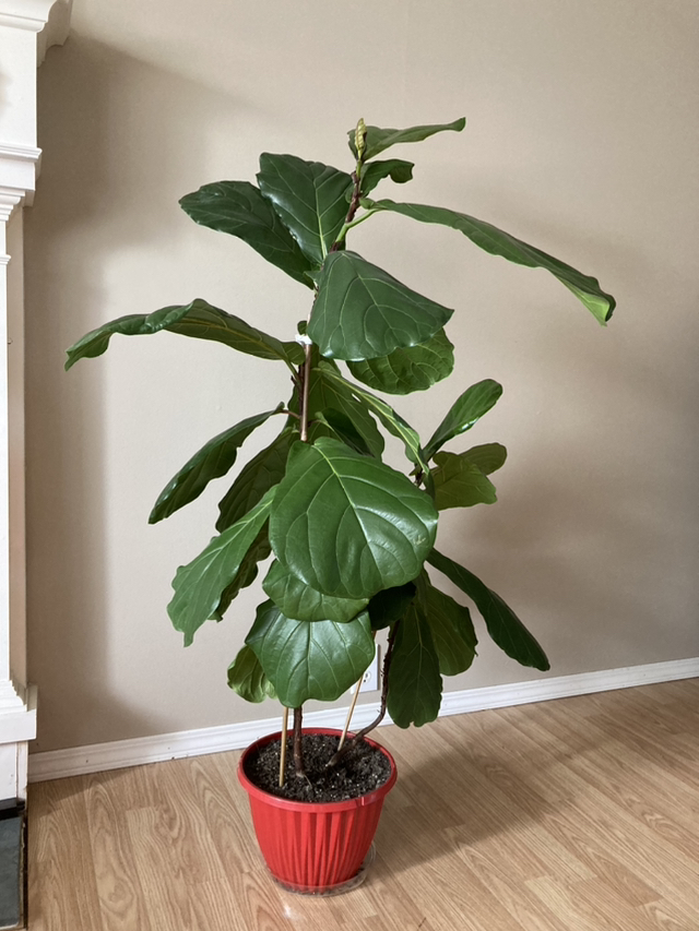 Plants - photo 2
