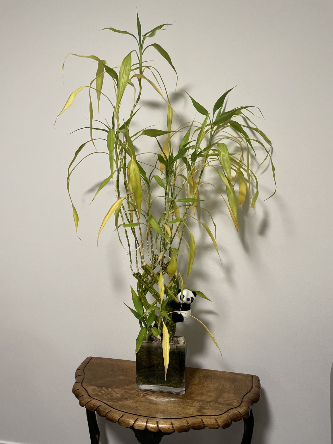 Bamboo plant with vase thumbnail