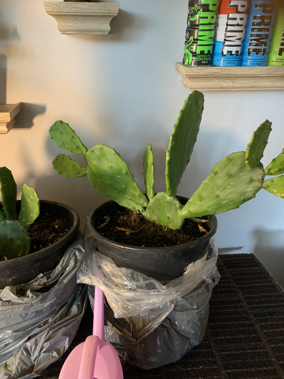 Cactus thumbnail