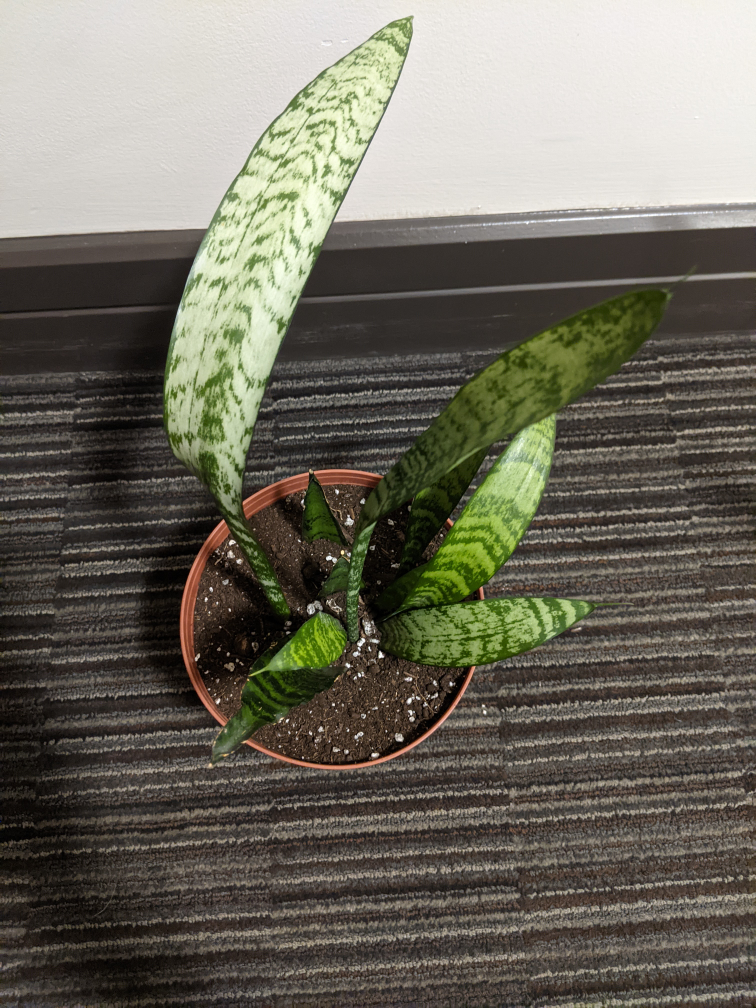 Snake Plant image indicator(5)