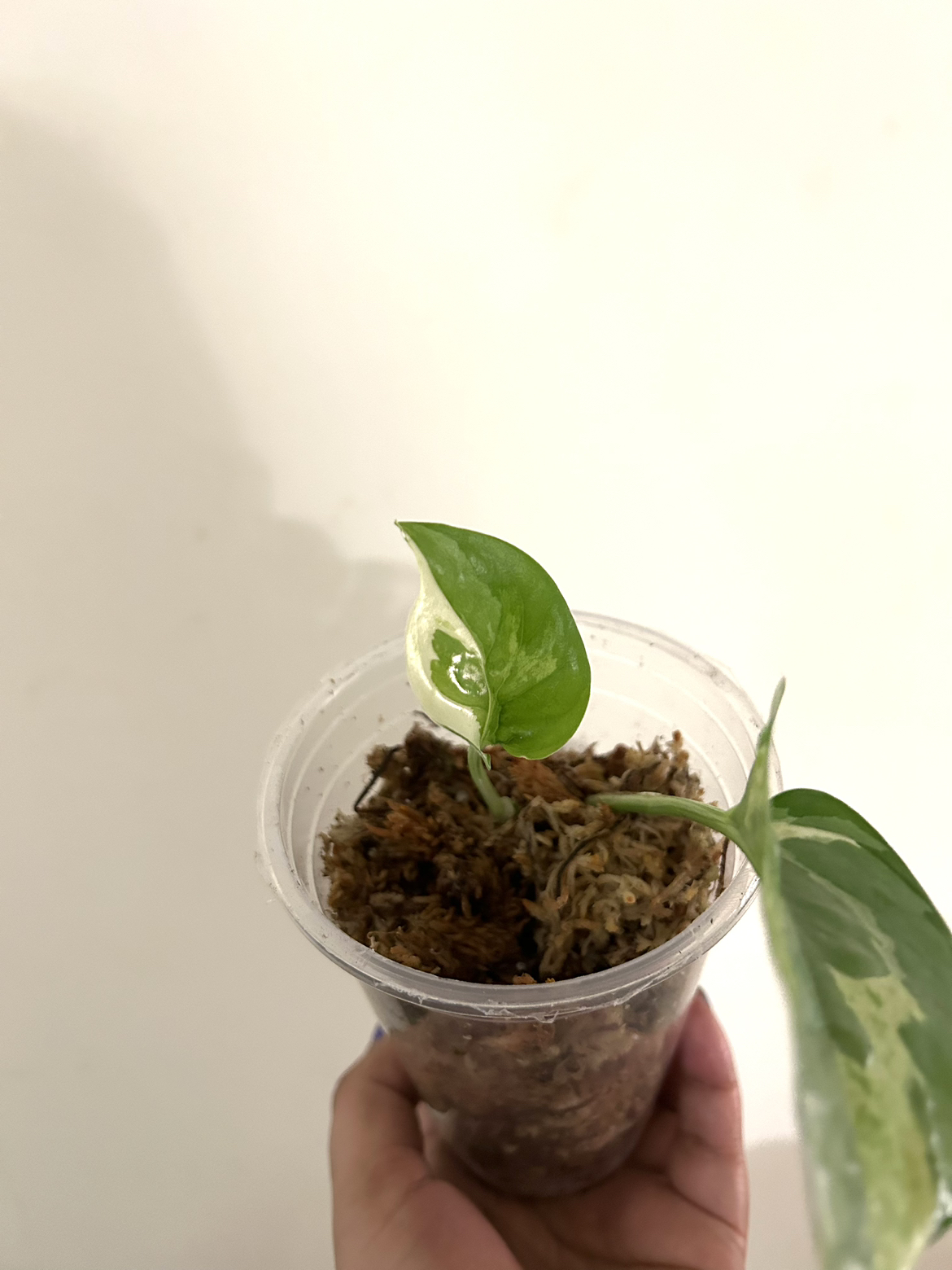 Rare Njoy Pothos thumbnail