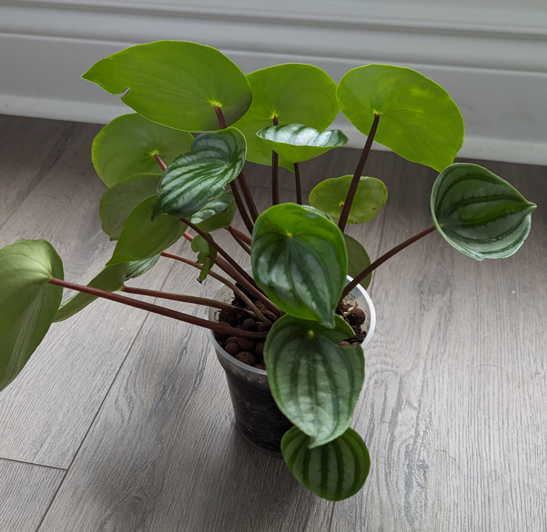 Watermelon Peperomia Plant 🌱 - photo 2