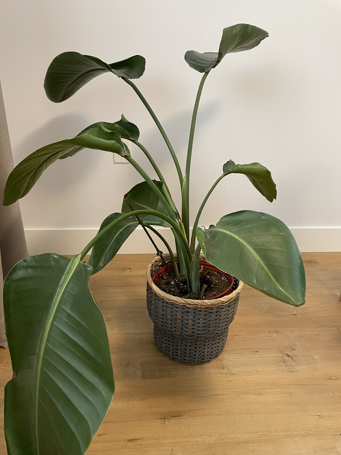 Tropical plant