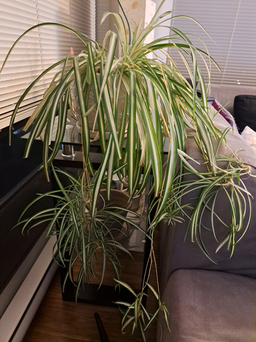 free. spider plant babies🏒 thumbnail