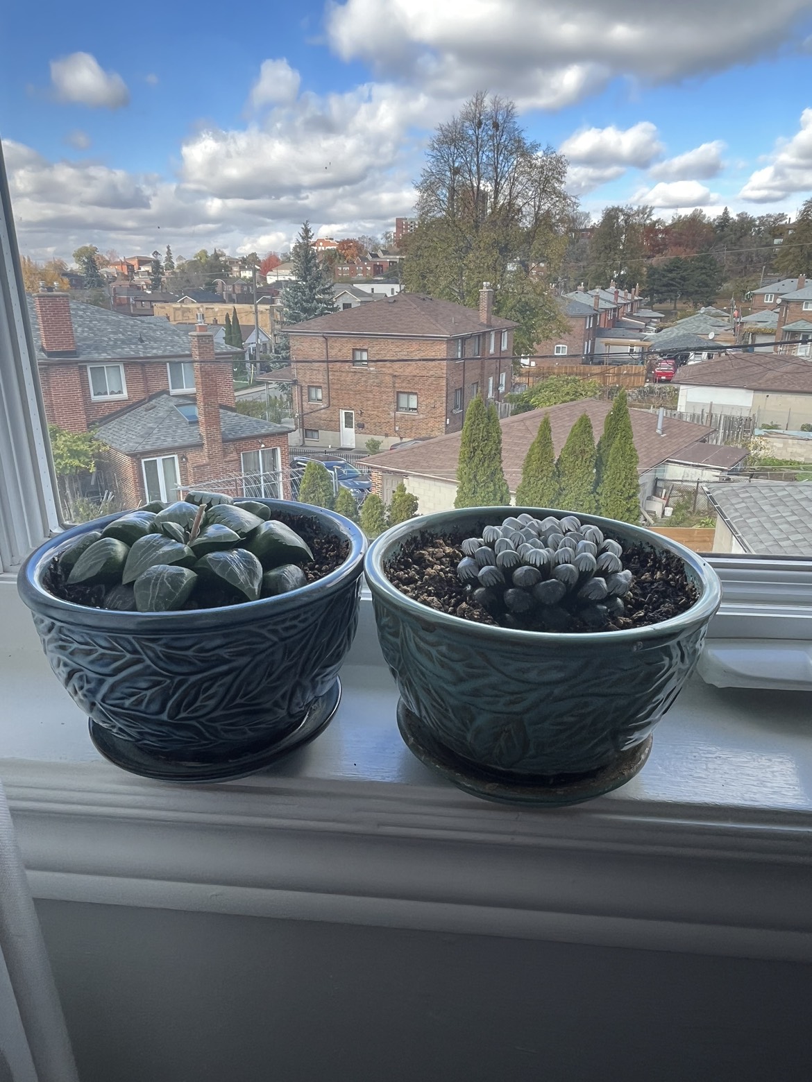 Two 3 years old succulents in vintage pots $20.00 each thumbnail
