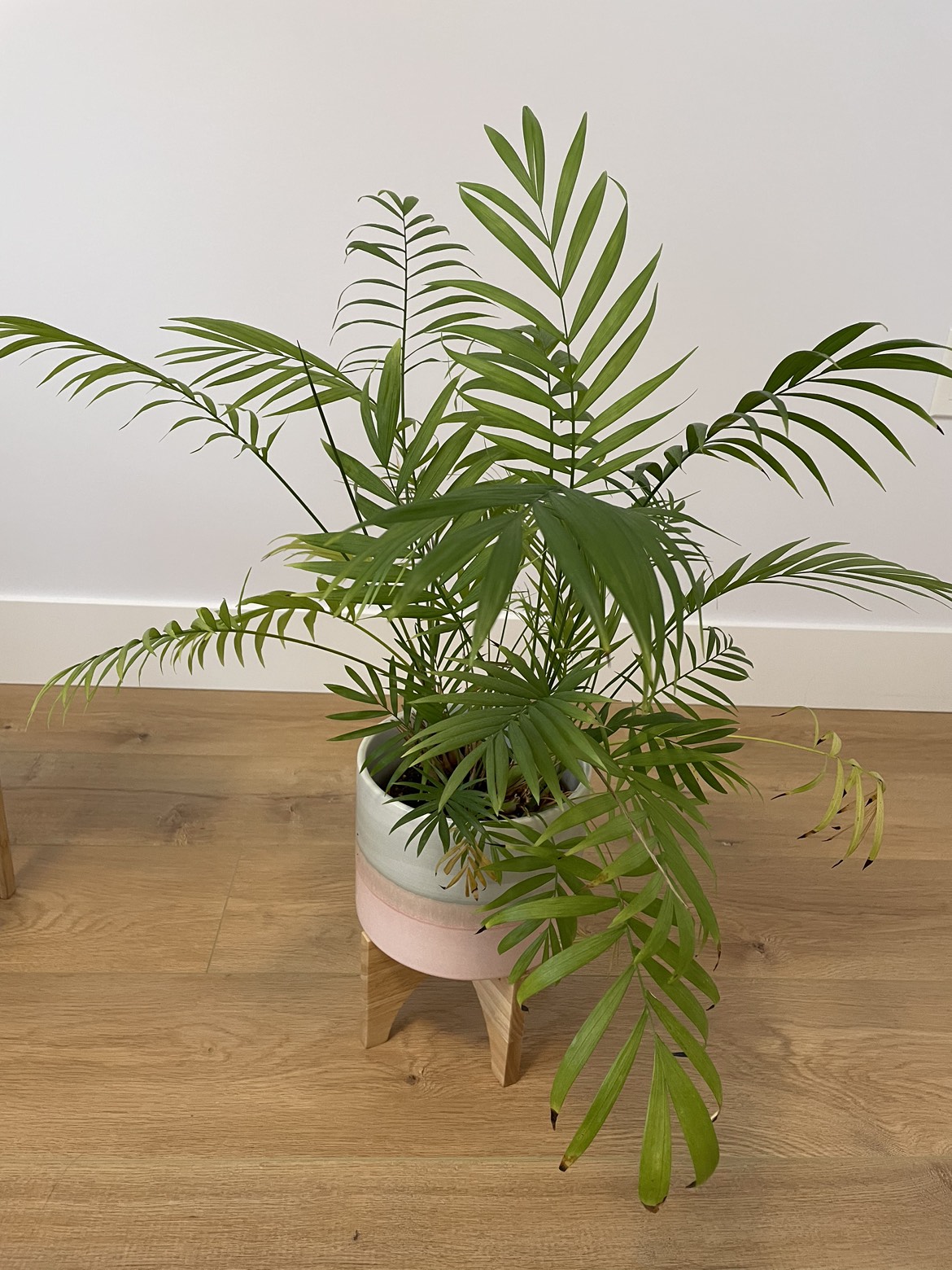 Tropical plant