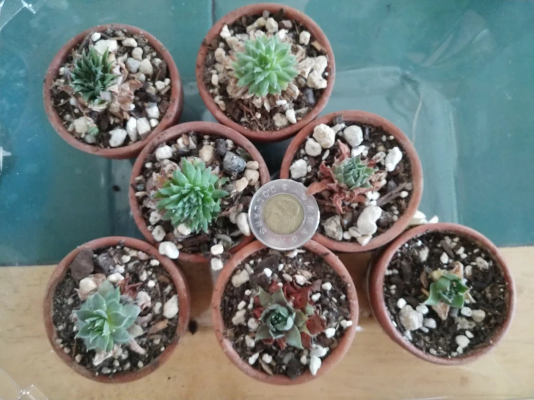 Mini indoors succulents #freecycle thumbnail