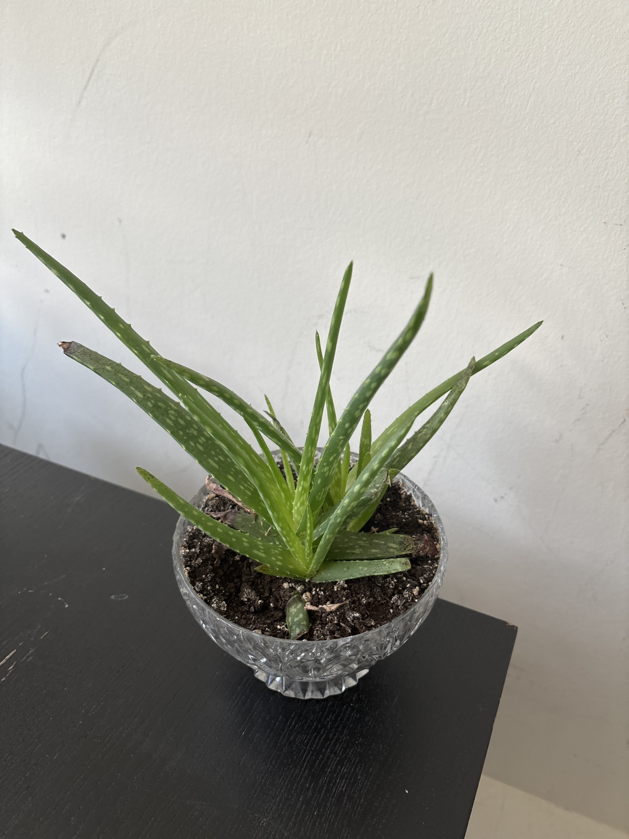 Beautiful plants - photo 2
