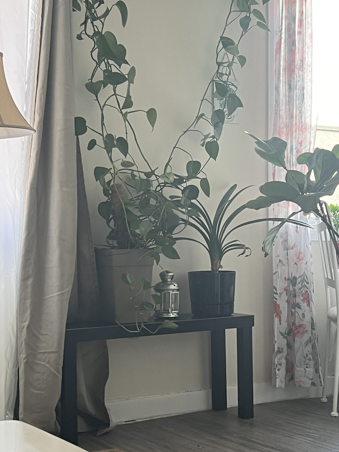 Plants