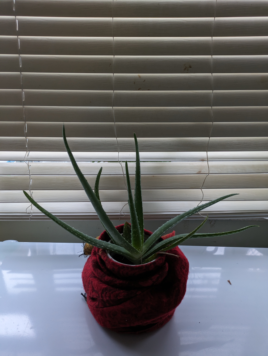 aloe vera plant thumbnail