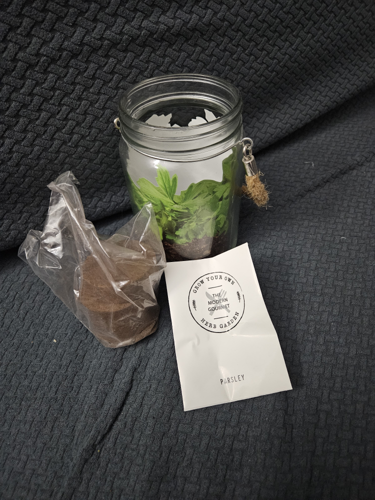 grow your own parsley ❄️