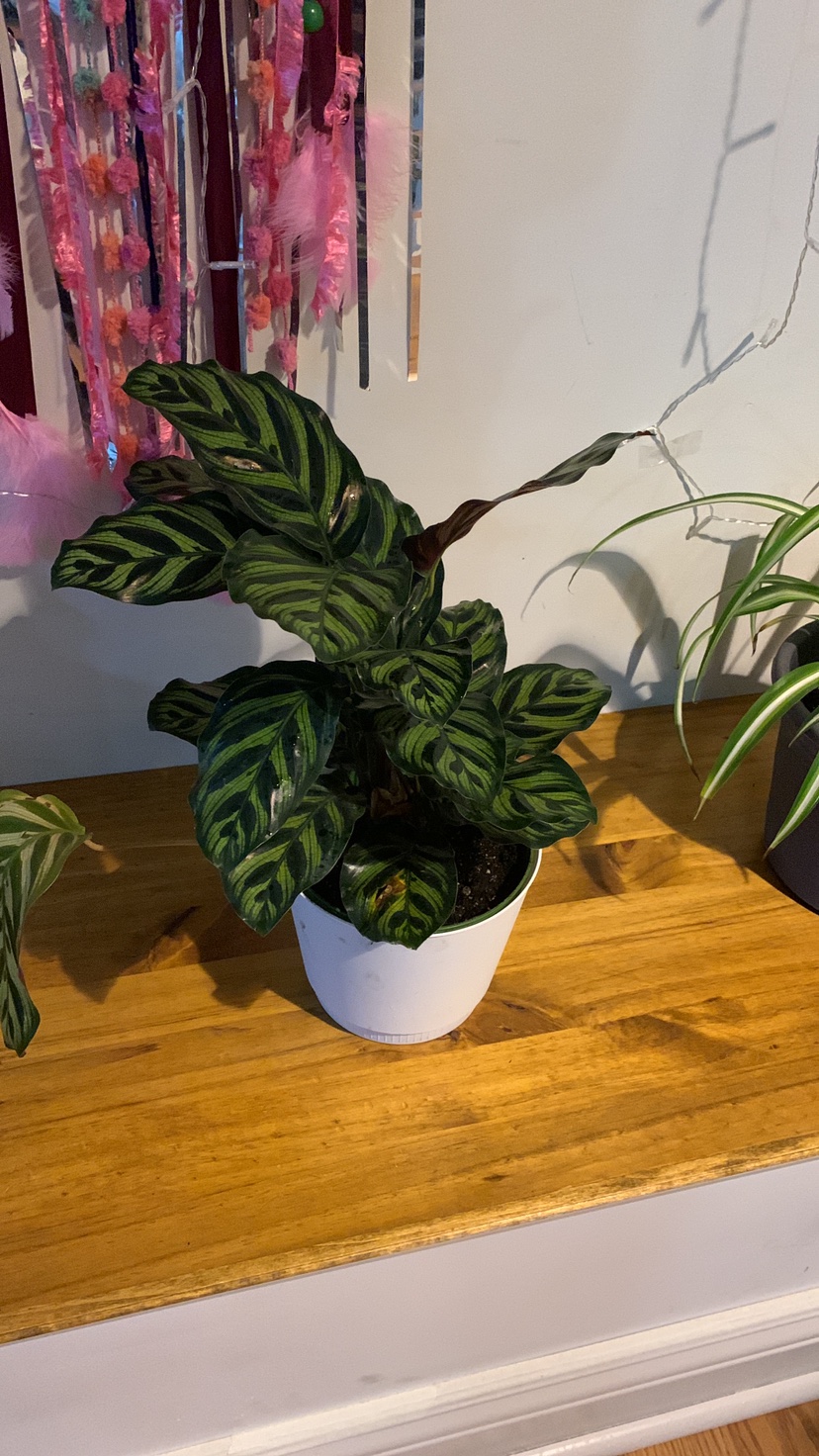 Peacock plant (calathea makoyana) air purifying image indicator(4)