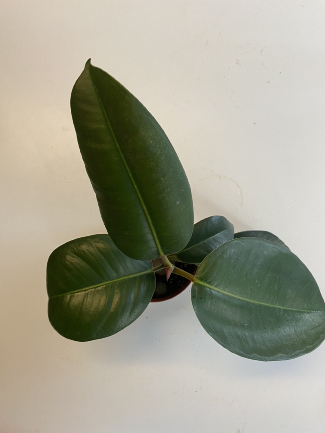 Ficus Elastica - Rubber Tree Plant image indicator(2)
