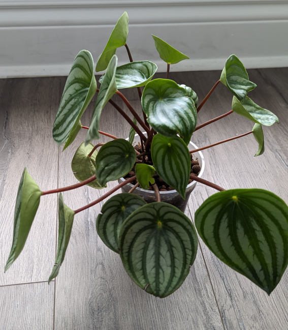 Watermelon Peperomia Plant 🌱