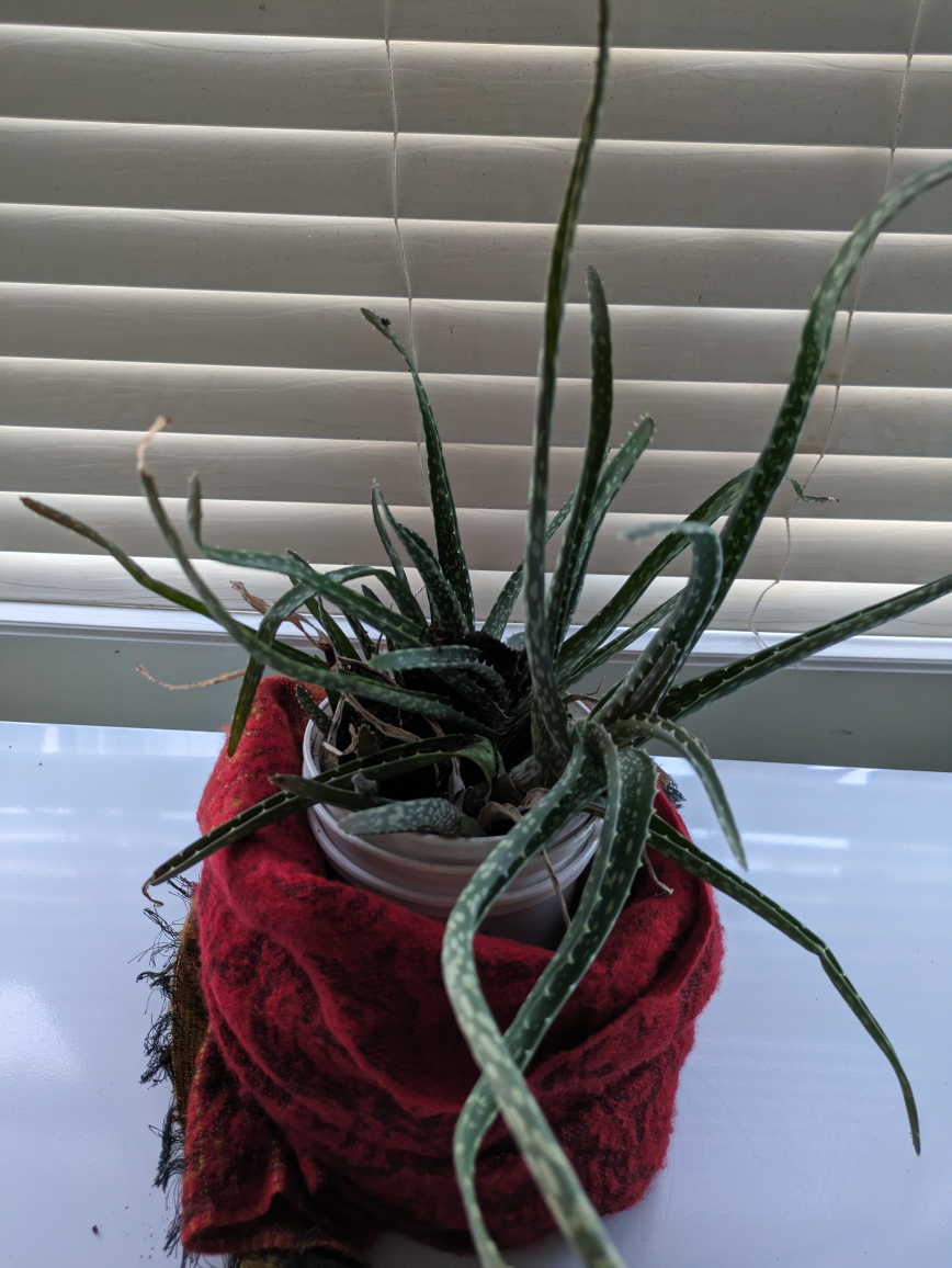 aloe vera plant