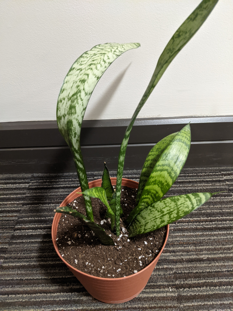Snake Plant image indicator(6)