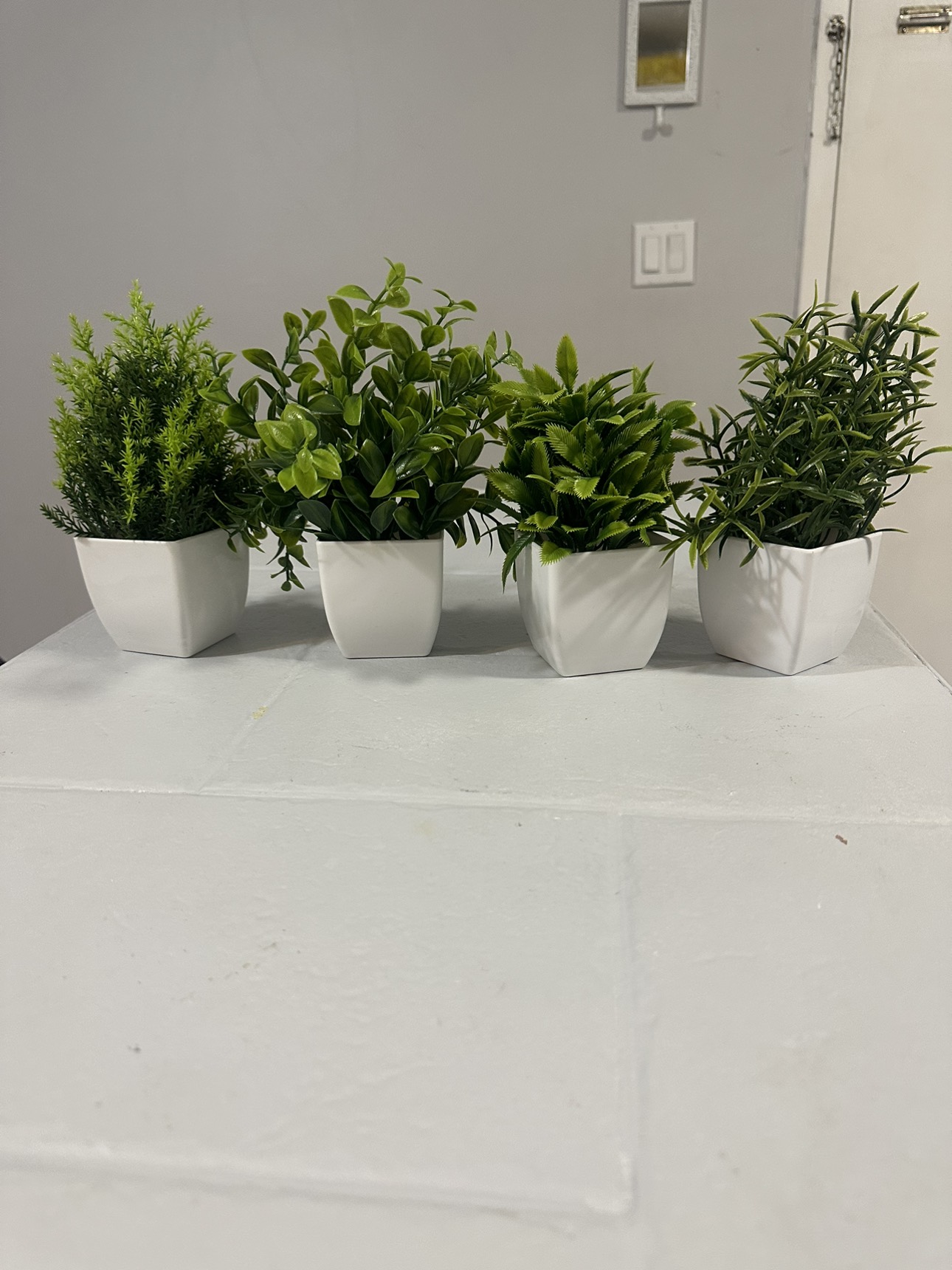 Decoration Plants ❄️ thumbnail