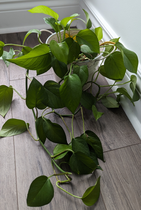 Golden Pothos Plant 🌱 - photo 2