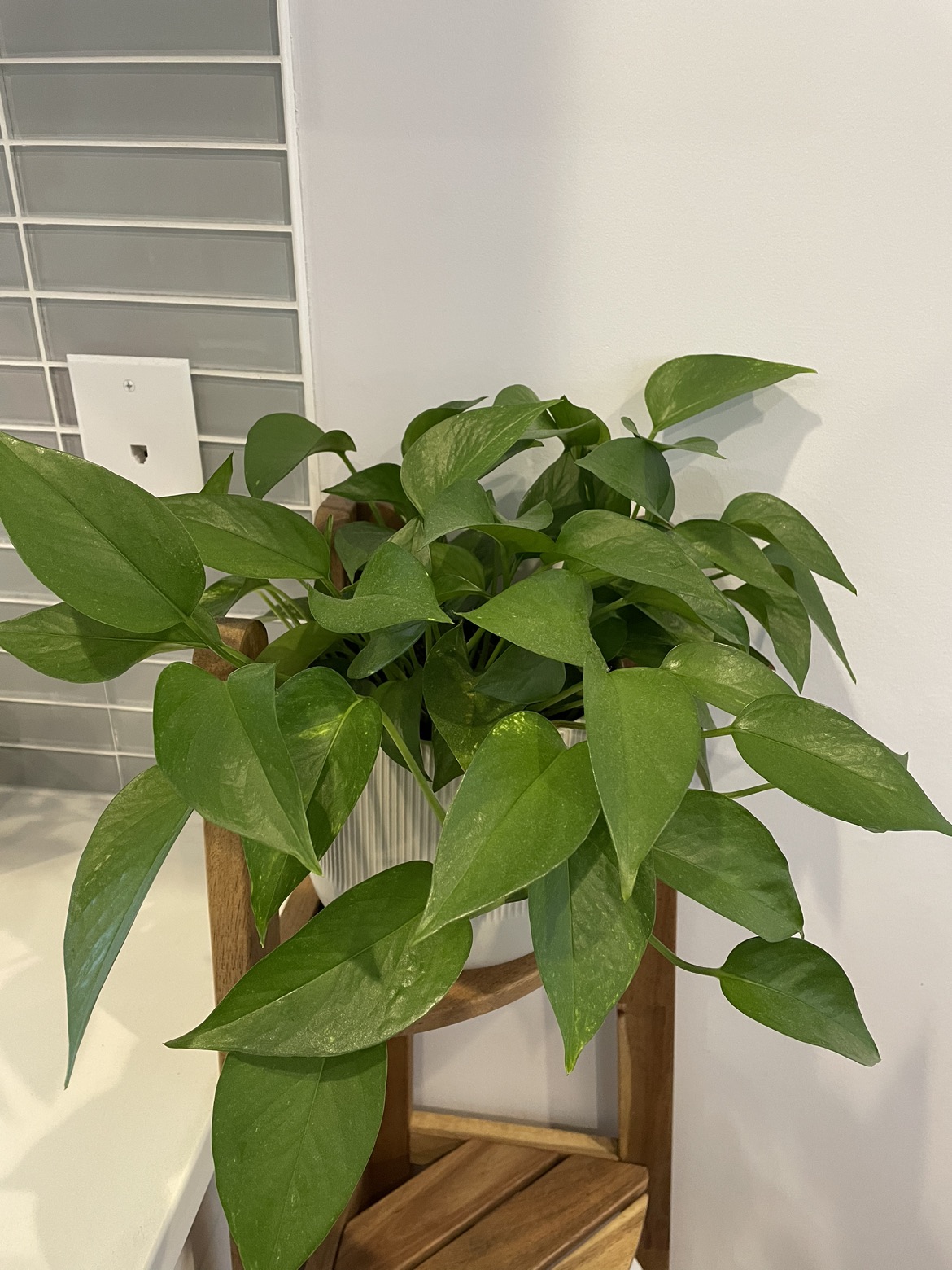 Tropical plant