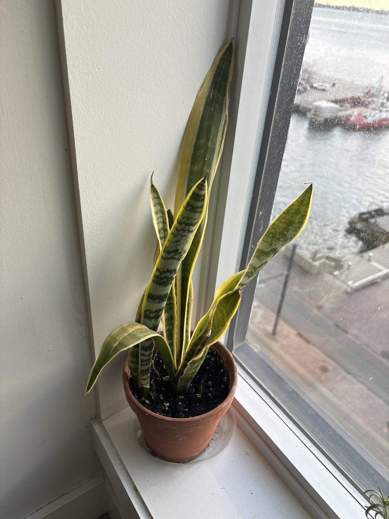 Beautiful plants - photo 4