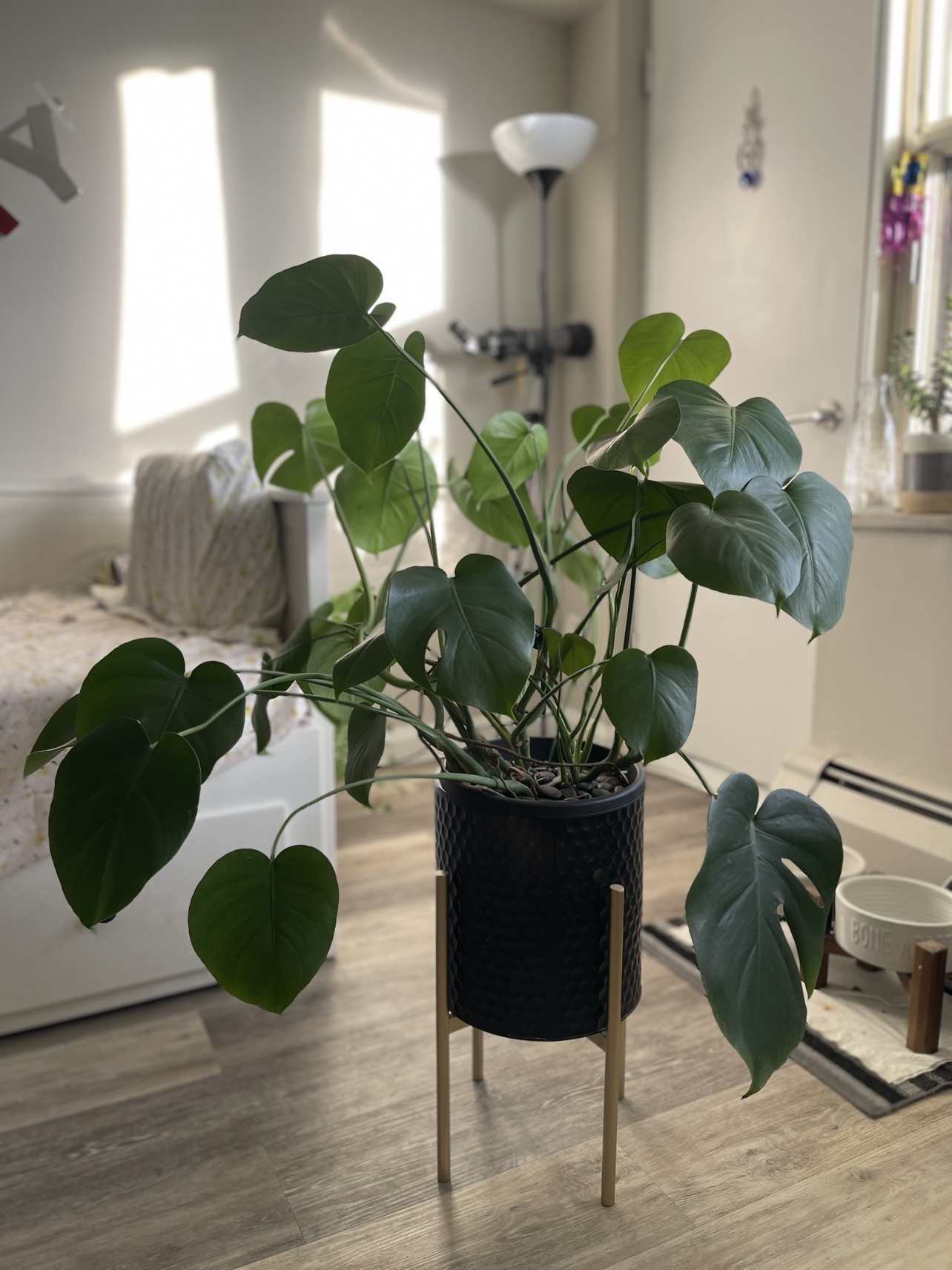 Monstera Deliciosa plant cuttings