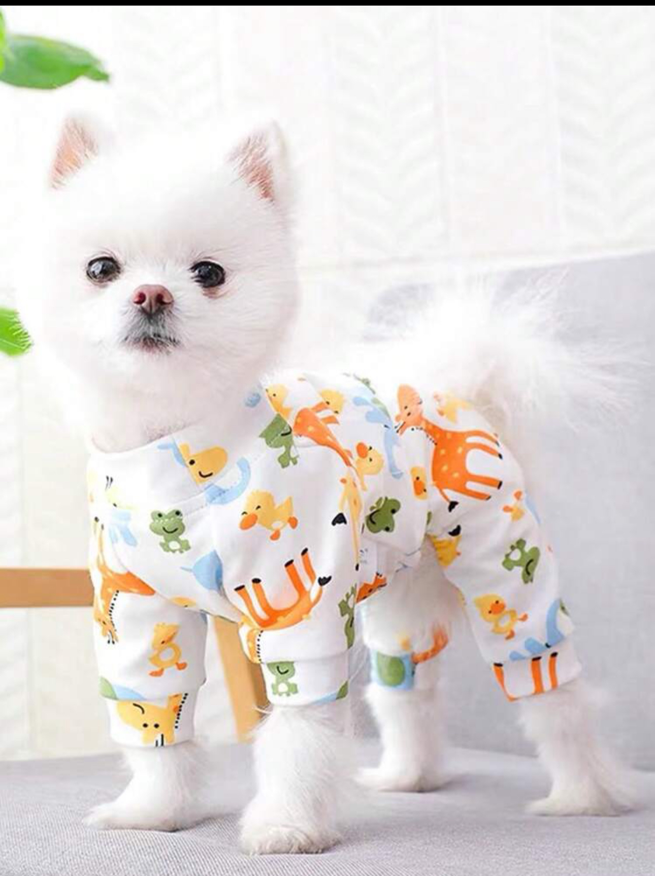 Dog pyjamas 2pcs - photo 4