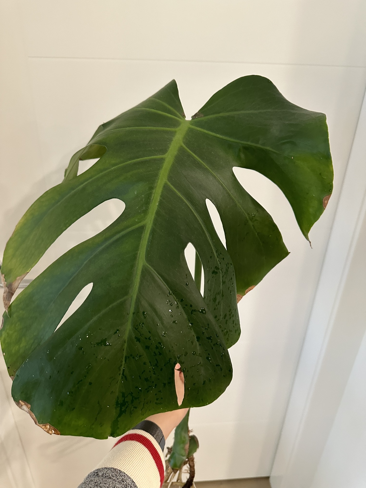 Monstera deliciosa cutting thumbnail