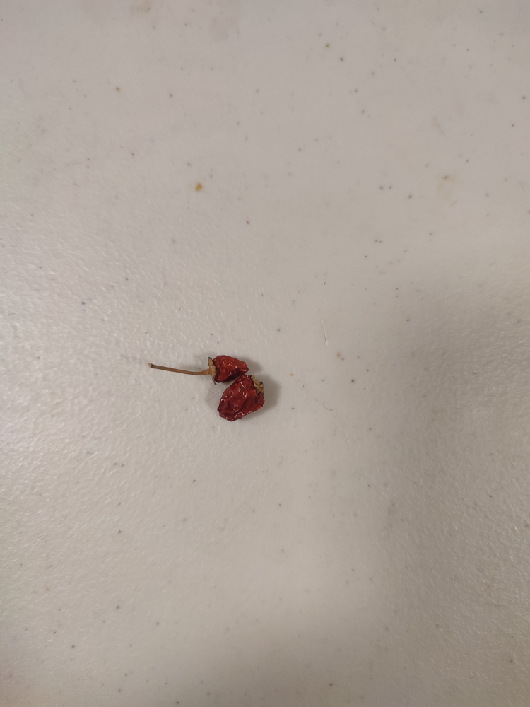 #Freecycle SEEDS of Hot Pops red purple pepper plant