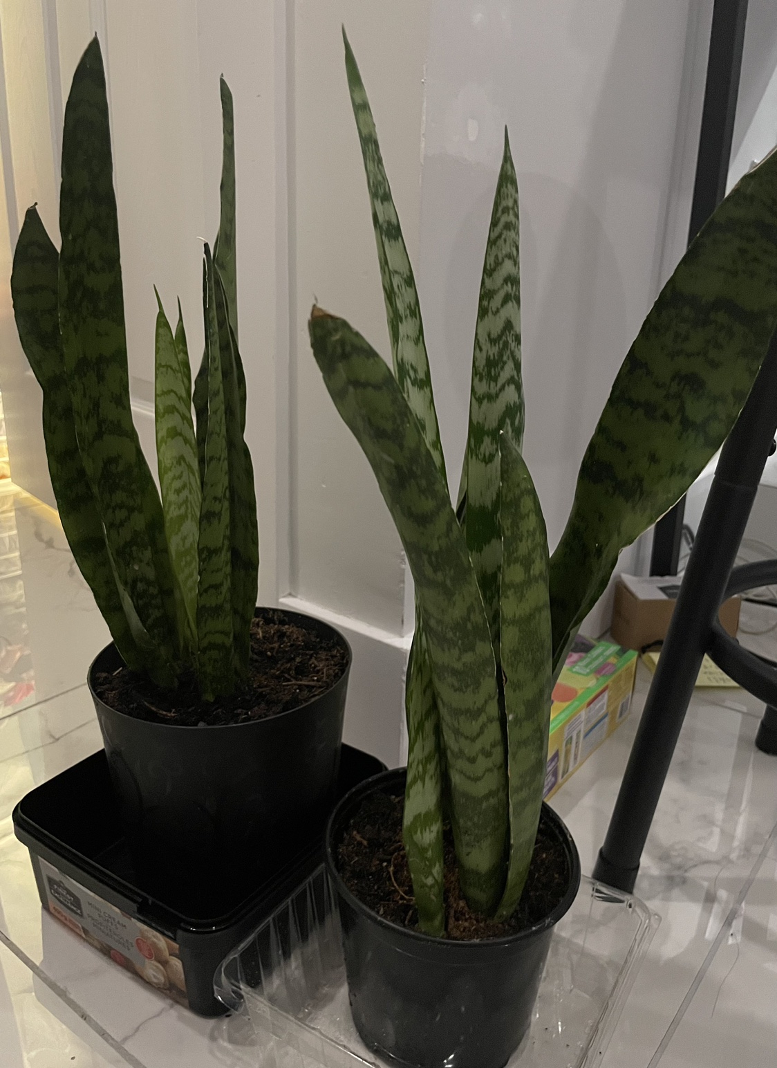 2 snake plants