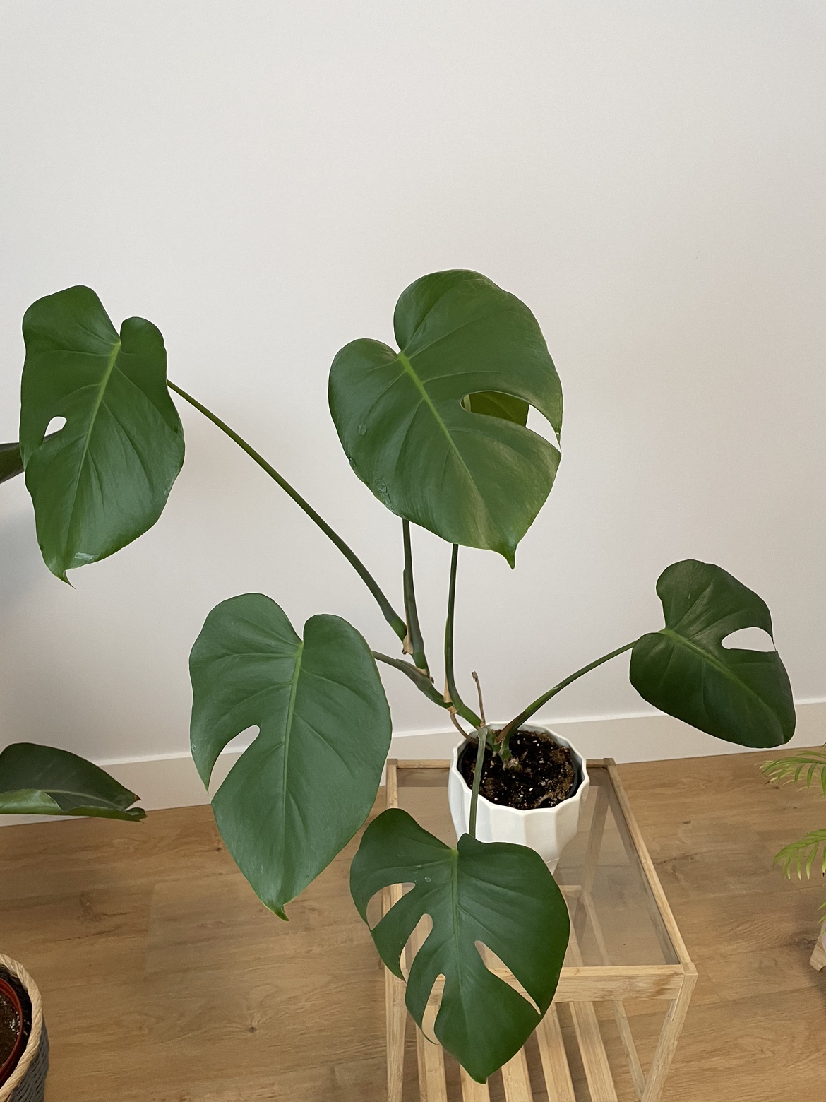 Plant including the pot