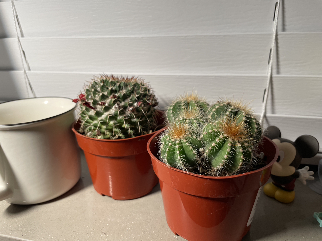 Cactus plant 2pc - photo 3