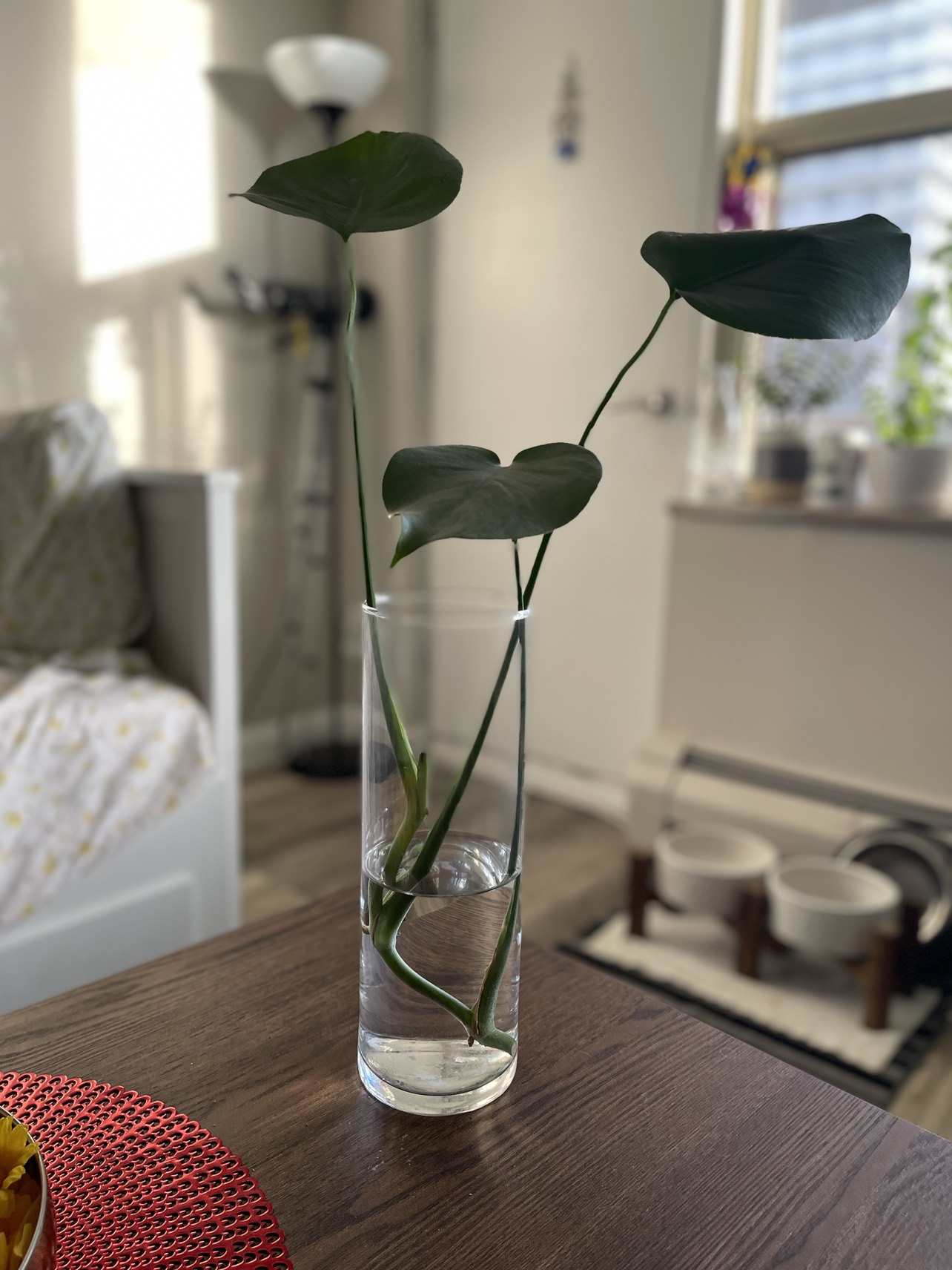 Monstera Deliciosa plant cuttings - photo 3