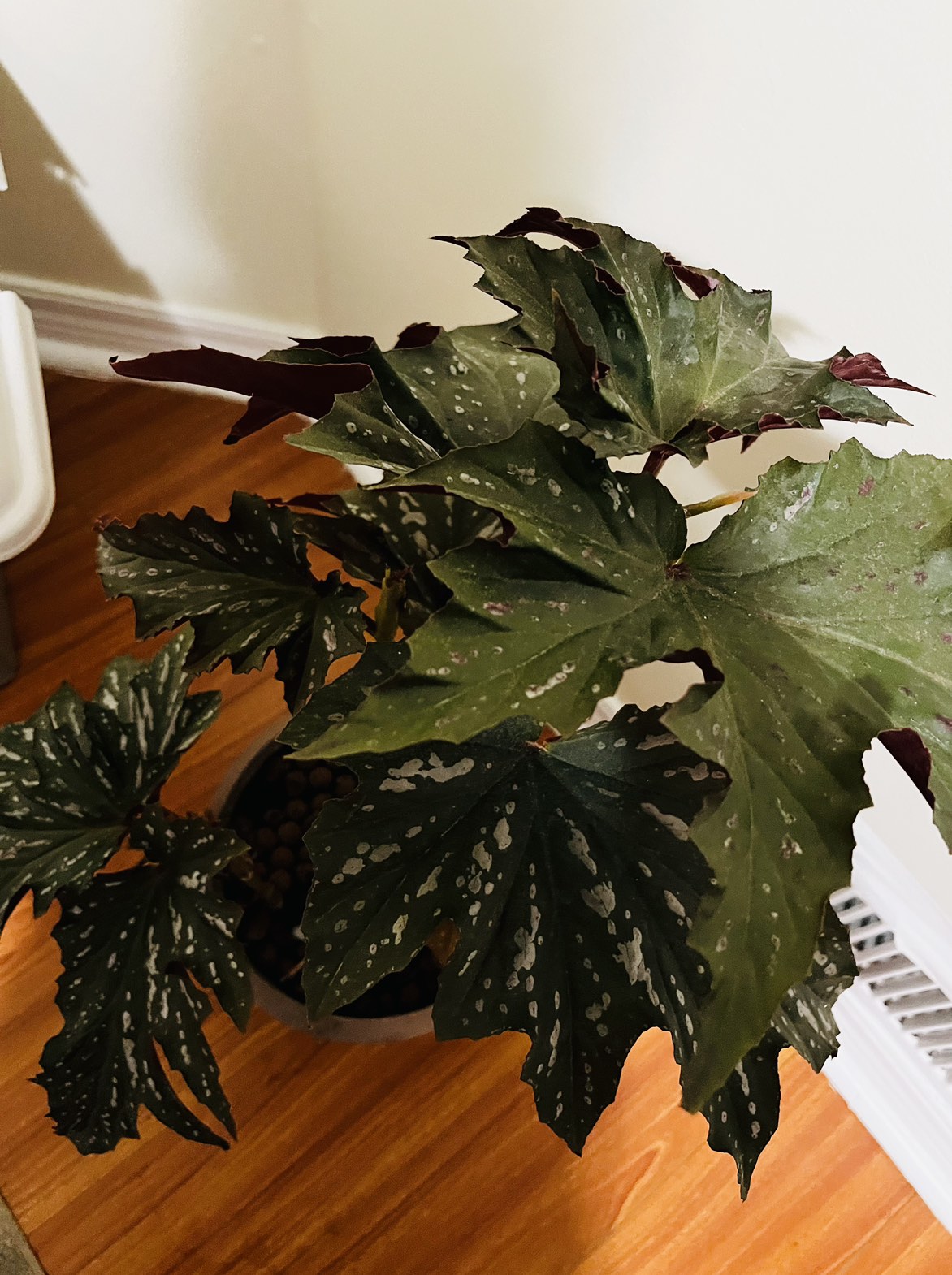 Angel wing begonia plant - photo 3