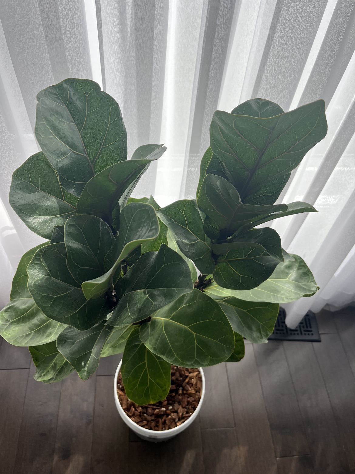 3 years old plant, height 44”(110cm) thumbnail