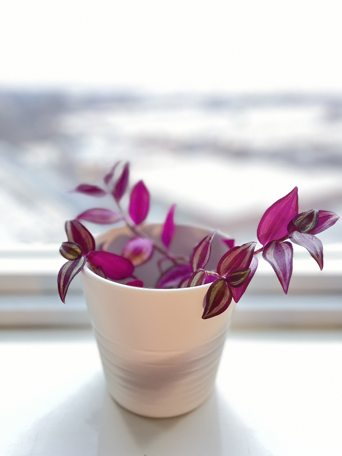Tradescantia Zebrina 🌱 + White Planter