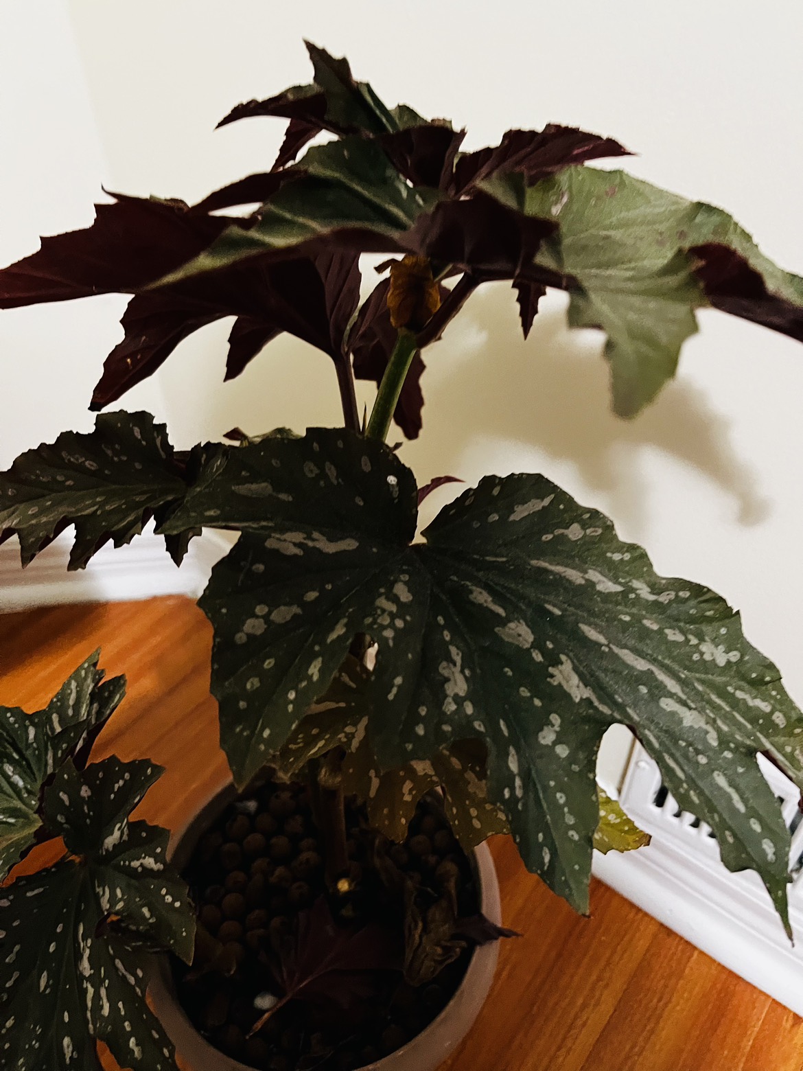 Angel wing begonia plant - photo 4