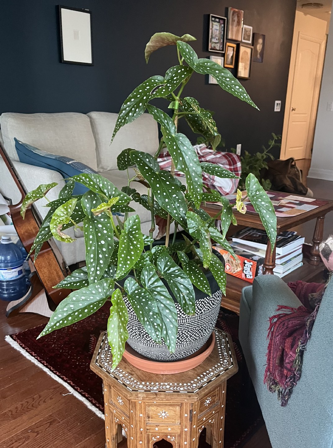 Large Begonia Maculata