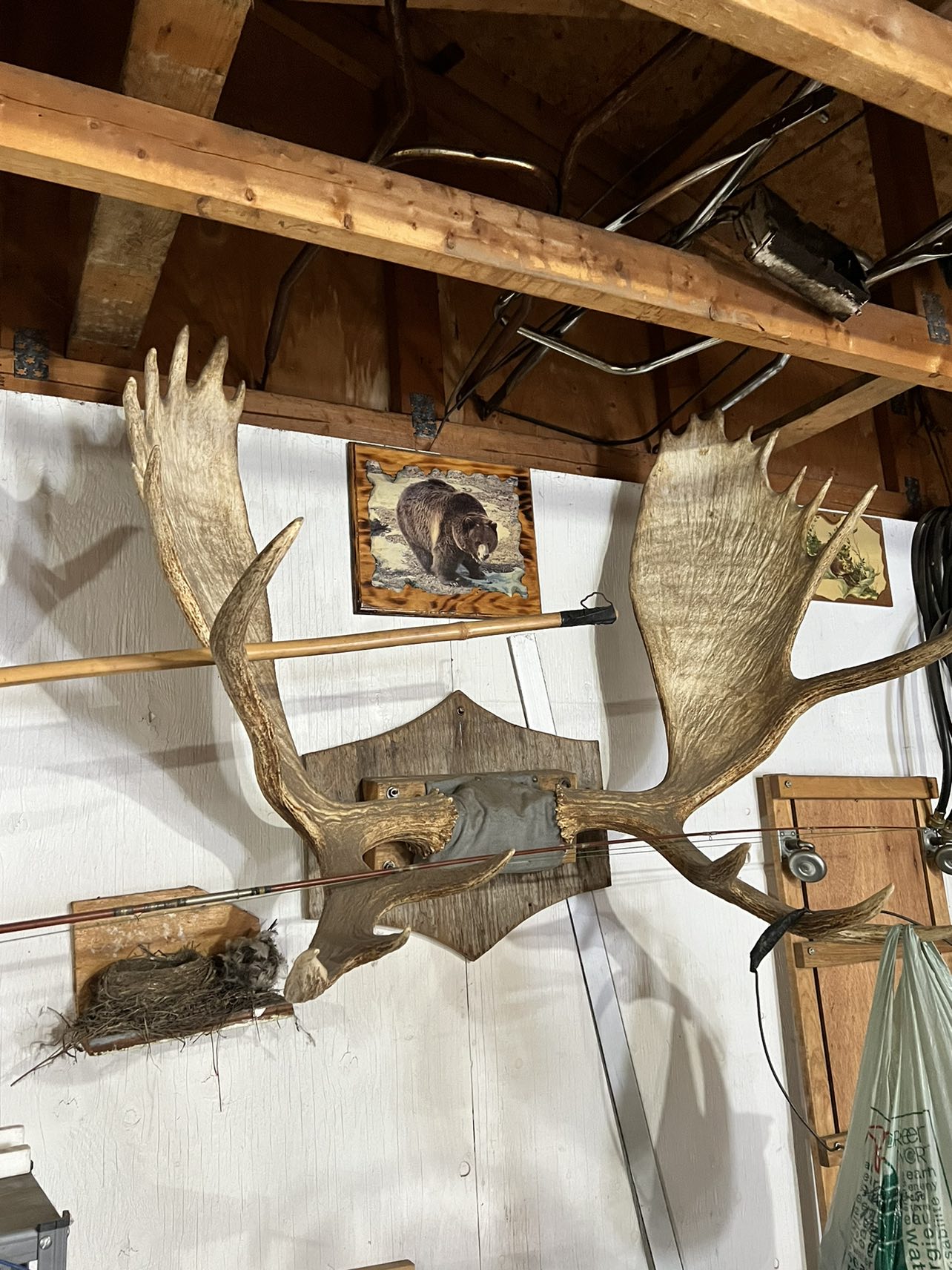 Mounted Antlers