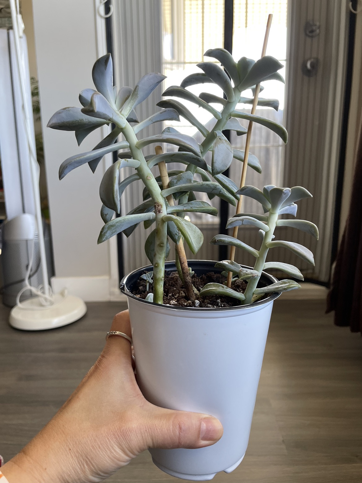 Succulent plant