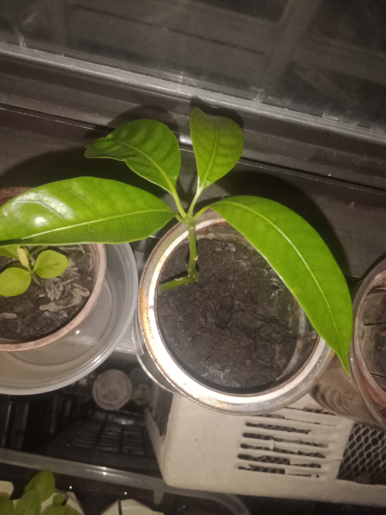 🎁Mango plant $10 🎁