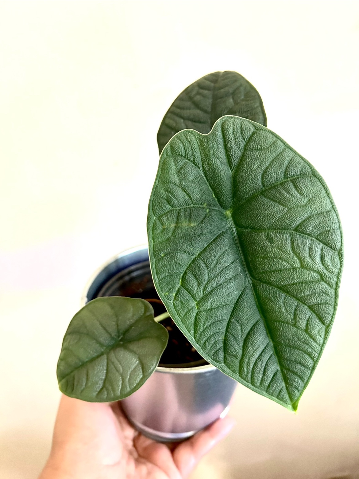 Rare Alocasia Melo thumbnail