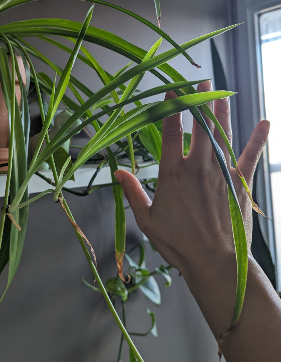 ❄️ Spider plant thumbnail