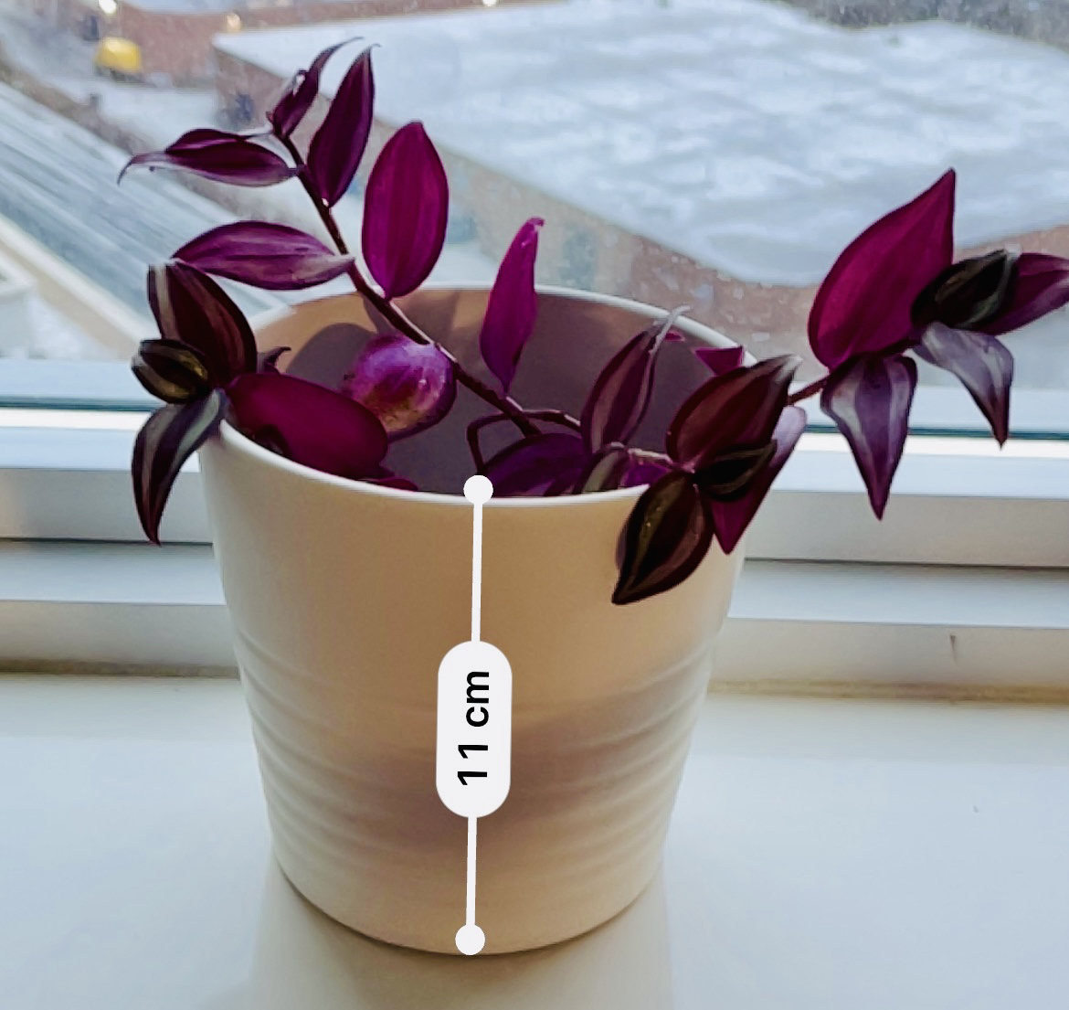 Tradescantia Zebrina 🌱 + White Planter - photo 2