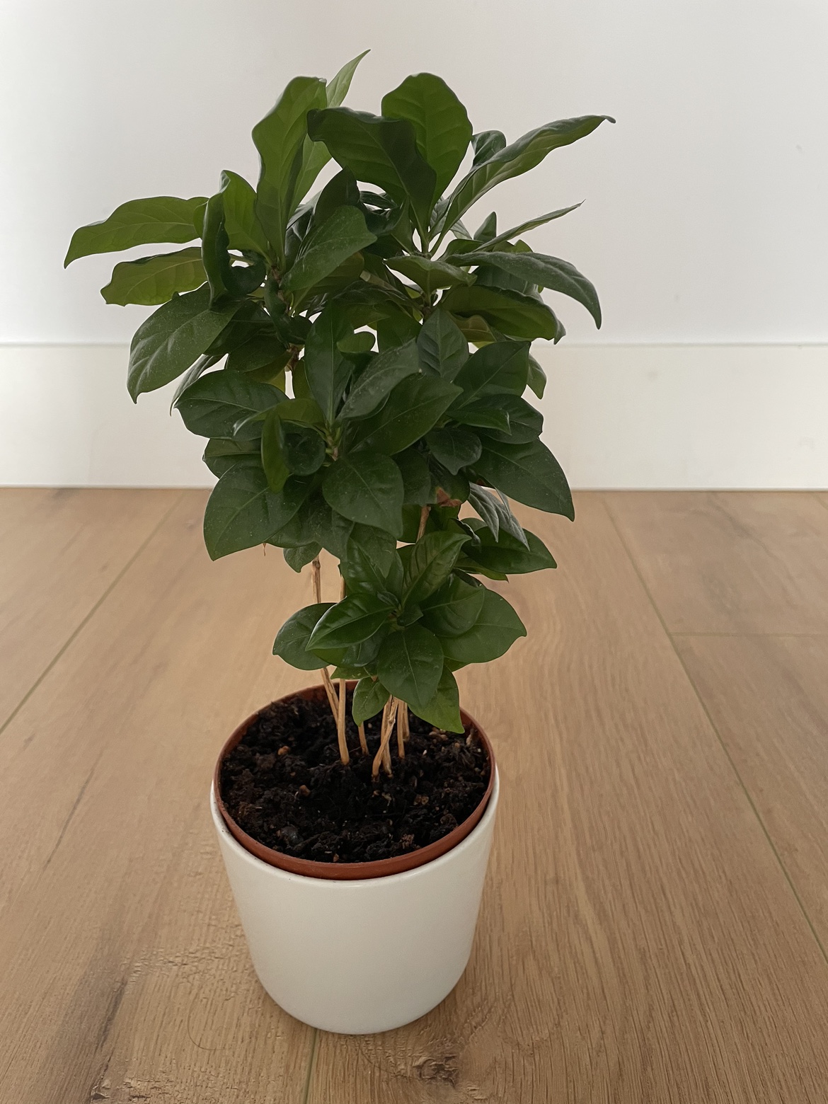 Coffee tree