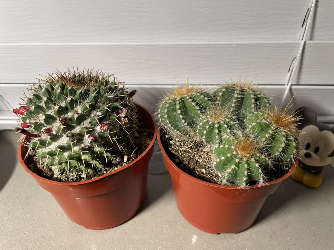 Cactus plant 2pc