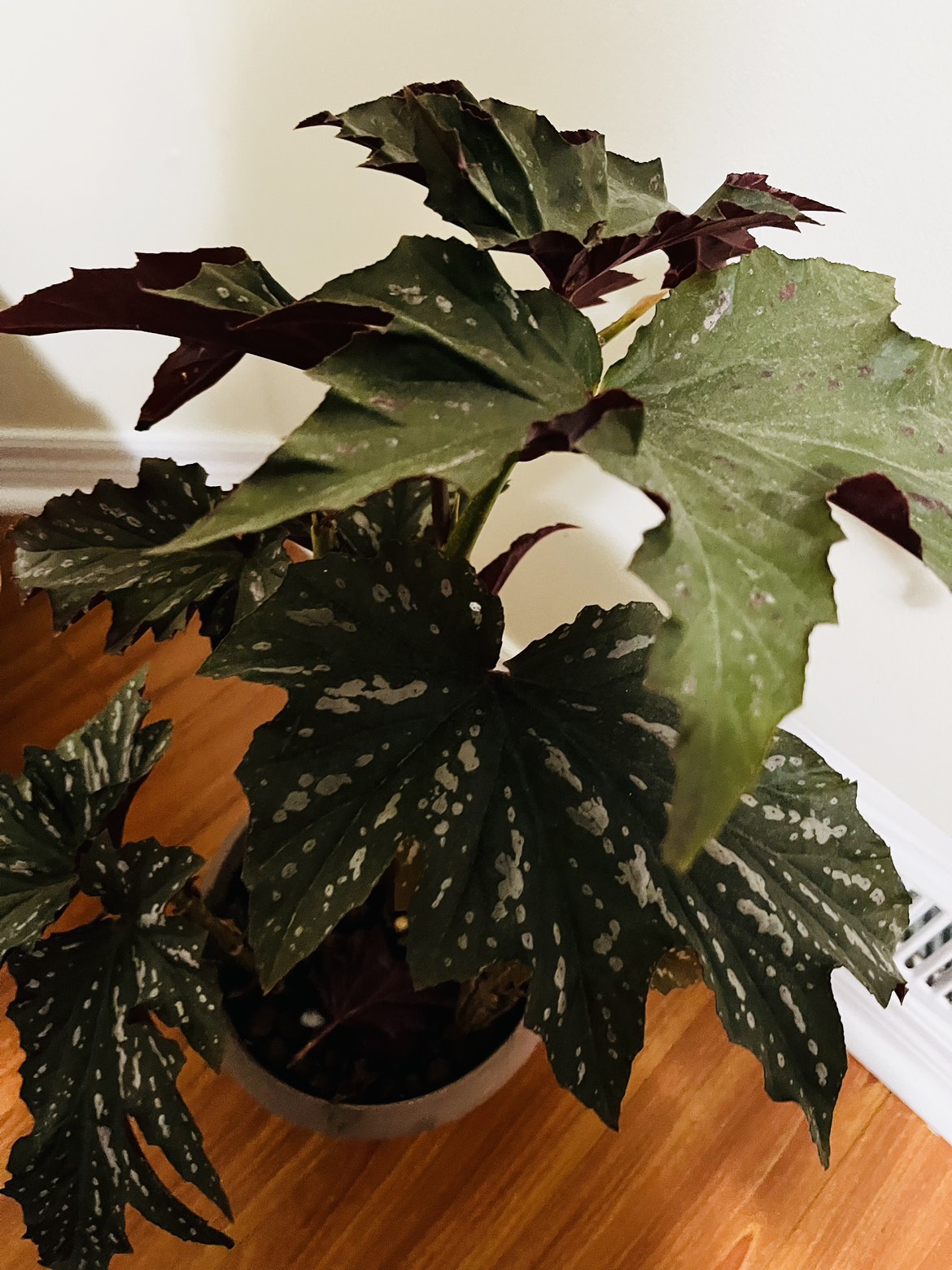 Angel wing begonia plant - photo 5