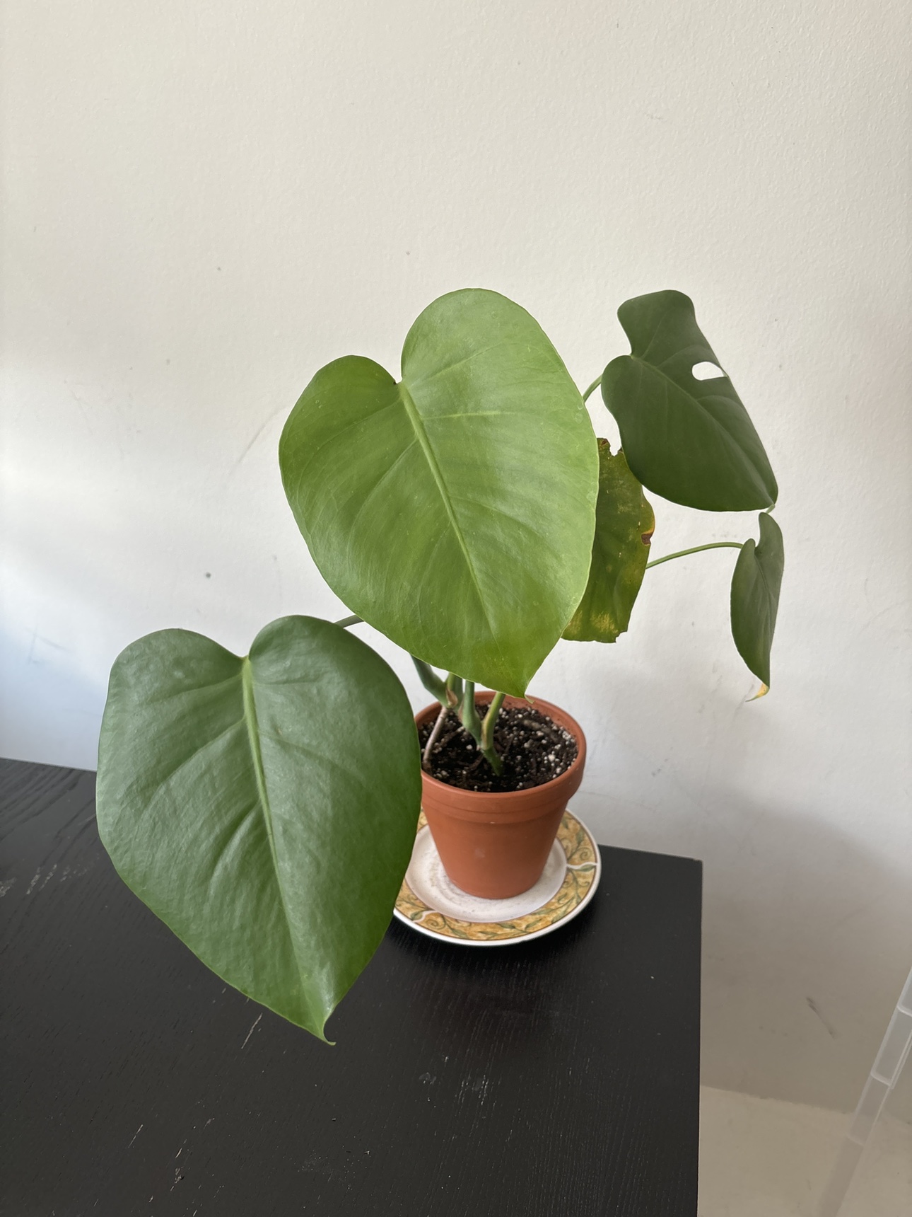 Beautiful plants - photo 3