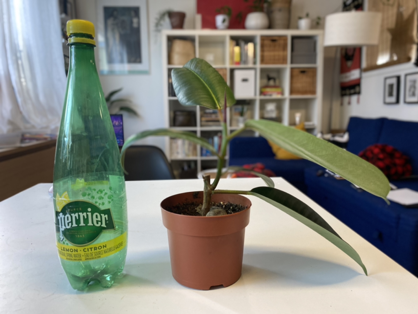 Ficus Elastica - Rubber Tree Plant image indicator(4)