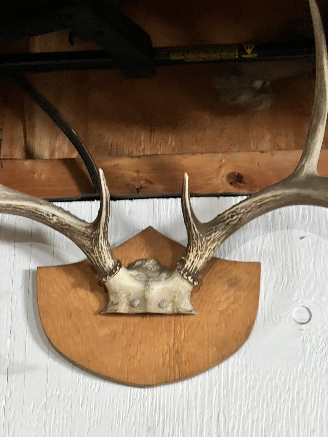 Mounted Antlers - photo 2